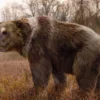Mari Mengenal  Ursus spelaeus Salah Satu Jenis Beruang Purba