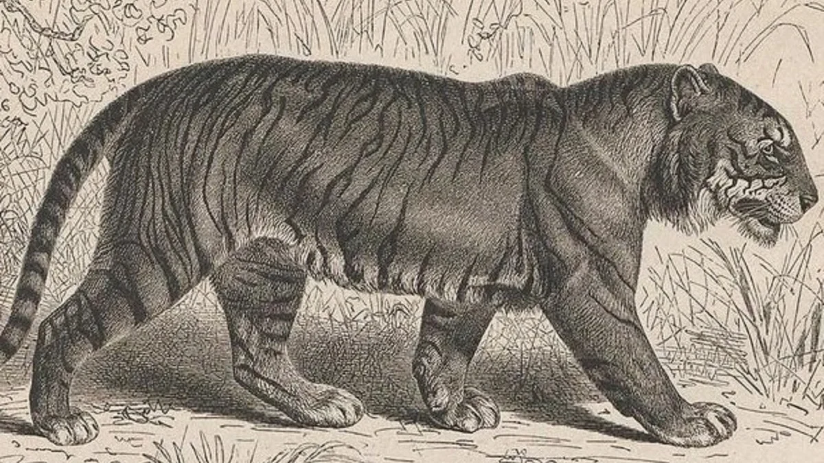 5 Jenis Harimau yang Sudah Punah di Dunia dan Populasi Kritis 