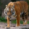 Harimau Jawa: Si Raja Rimba yang Berjuang untuk Bertahan Hidup