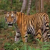 Ancaman yang Mengancam Kelangsungan Hidup Harimau Jawa: Sebuah Perjuangan Melawan Kepunahan