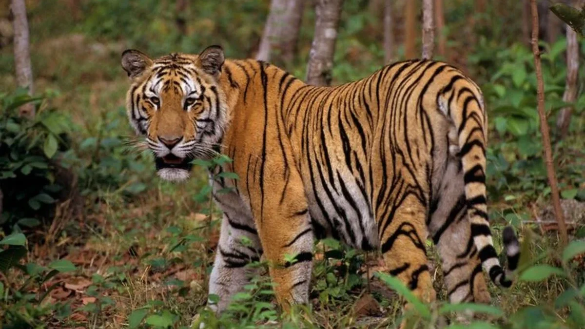 Ancaman yang Mengancam Kelangsungan Hidup Harimau Jawa: Sebuah Perjuangan Melawan Kepunahan