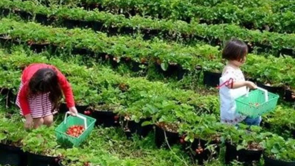 Liburan Lebaran 2024! Kebun Strawberry Ciwidey Rekomendasi Tempat Wisata untuk Anak yang Suka Berkebun