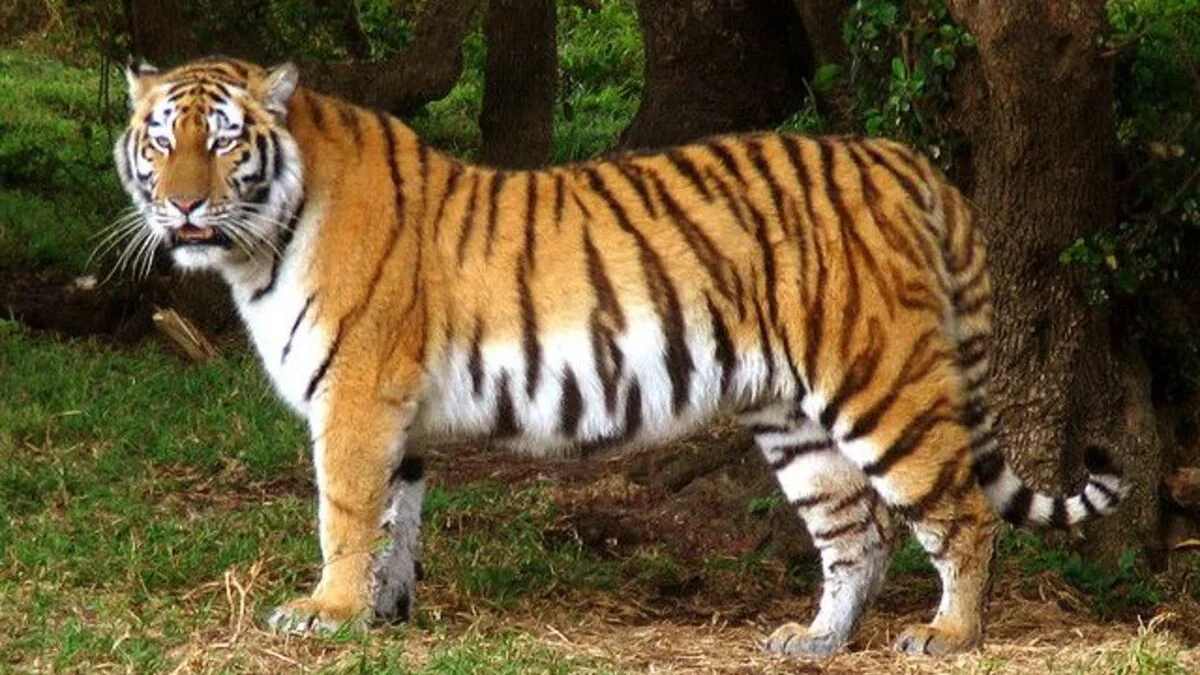 Ciri-ciri Harimau Jawa: Mengenal Si Raja Rimba yang Unik