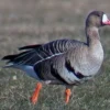 5 Fakta Menarik Mengenai Anser Albifrons atau White-fronted Goose 