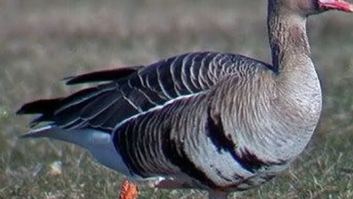 5 Fakta Menarik Mengenai Anser Albifrons atau White-fronted Goose 
