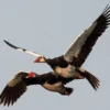 6 Fakta Unik Spur-winged Goose,Jenis Angsa yang Memiliki Berat Badan 10kg