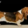 Sangat Lucu Sekali, 5 Fakta Menarik Tentang Anjing Basset Hound yang Memiliki Telinga yang Panjang 