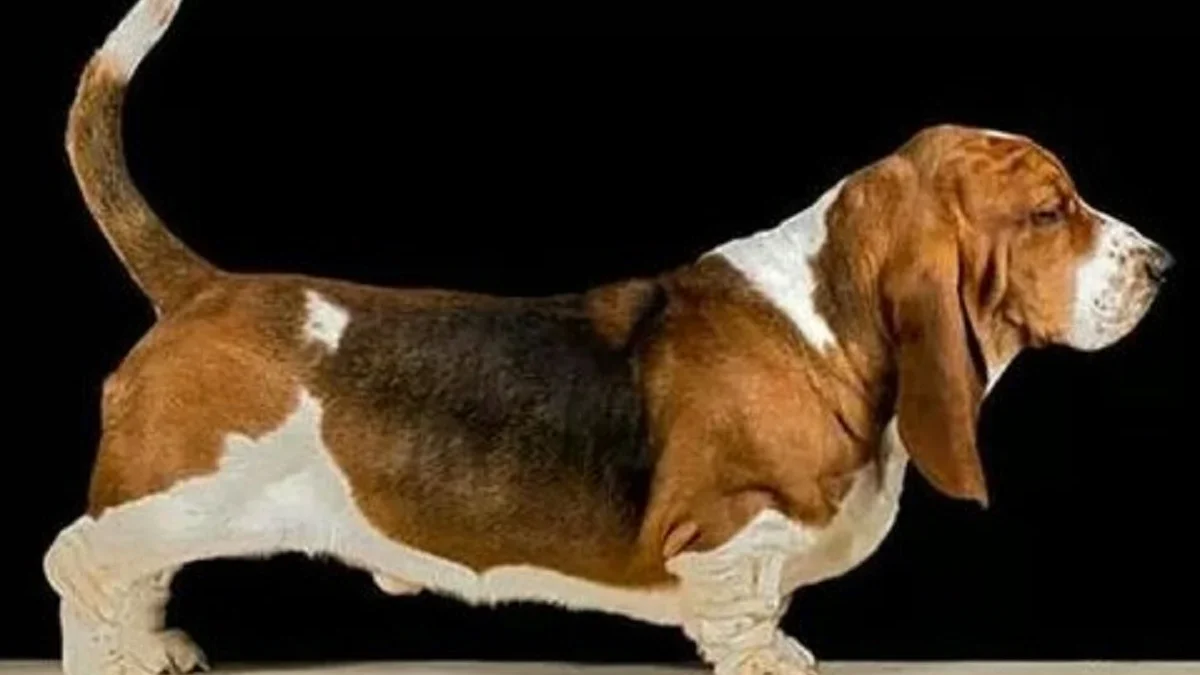 Sangat Lucu Sekali, 5 Fakta Menarik Tentang Anjing Basset Hound yang Memiliki Telinga yang Panjang 