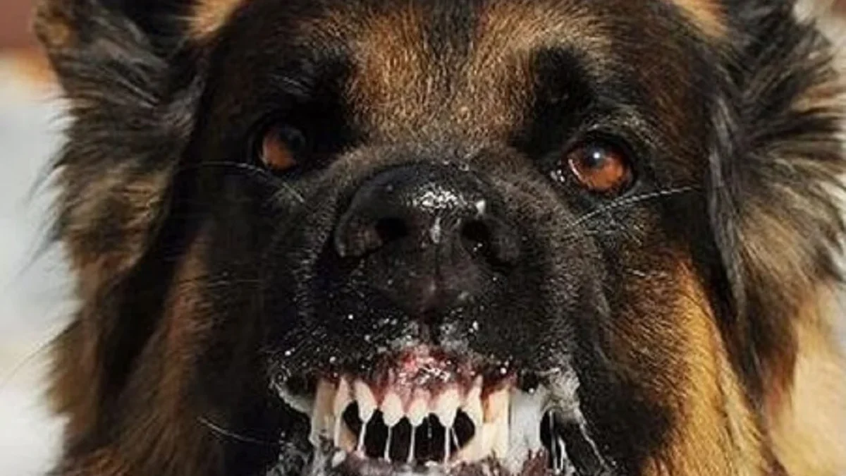 Jangan dianggap Spele, 5 Ciri Anjing Kamu Terkena Rabies 
