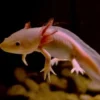  5 Fakta Menarik Tentang Axolotl, Hewan Penting Dalam Penelitian Ilmiah 