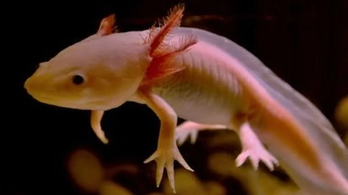  5 Fakta Menarik Tentang Axolotl, Hewan Penting Dalam Penelitian Ilmiah 