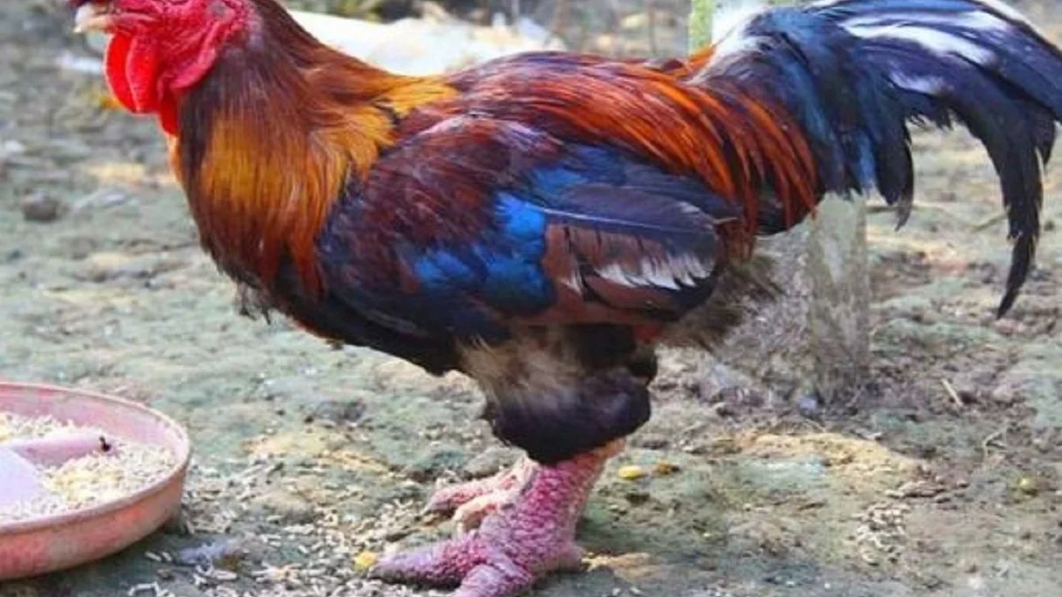 5 Fakta Menarik Tentang Dragon Chicken, Jenis Ayam yang Umum Menjadi Masakan Cina 
