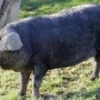 4 Fakta Mengenai Black Slavonian Pig, Ras Babi Potong 