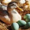Bisa Untung, 5 Jenis Bebek Petelur yang Cocok Dipelihara Untuk Bisnis
