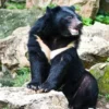 5 Fakta Menarik Tentang Ursus Thibetanus atau Beruang Madu yang Sangat Langka 