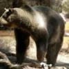 5 Fakta Mencengangkan Tentang Arctodus, Beruang Purba yang PErnah Hidup di Bumi 