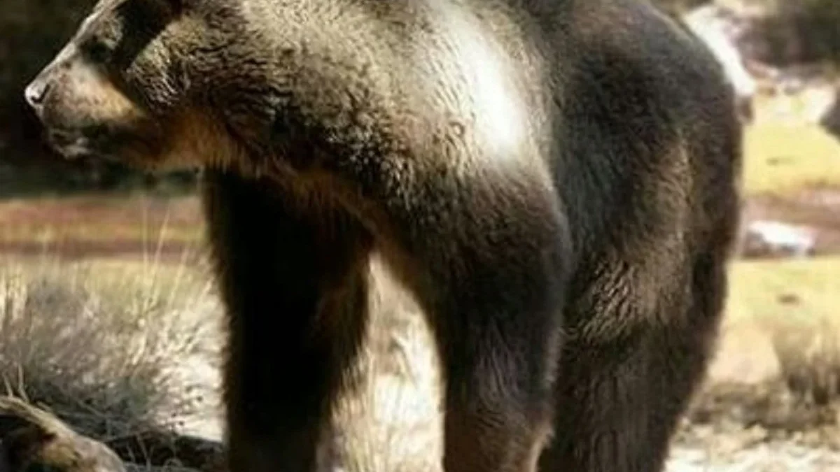 5 Fakta Mencengangkan Tentang Arctodus, Beruang Purba yang PErnah Hidup di Bumi 