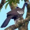5 Fakta Menarik Tentang Trinidad piping guan, Burung yang Memiliki Penampilan Menarik 