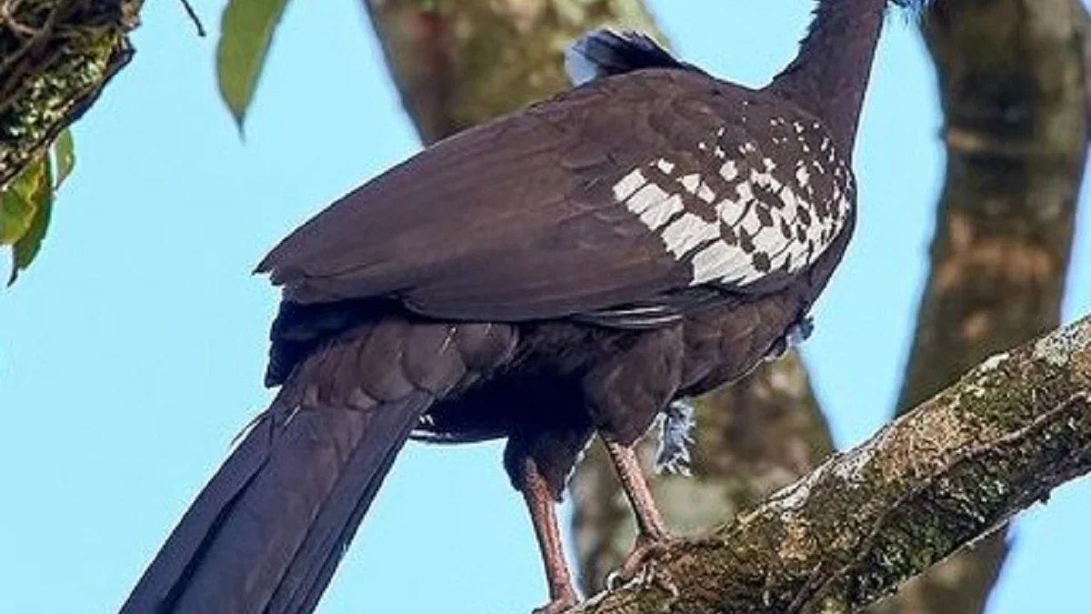 5 Fakta Menarik Tentang Trinidad piping guan, Burung yang Memiliki Penampilan Menarik 
