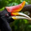 6 Jenis Burung Rangkong yang ada di dunia, Burung yang Sangat Cantik dan Unik 