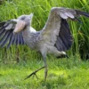 7 Fakta Menarik Tentang Burung Shoebill, Burung Bangau Zaman Purba 