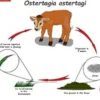 Perhatian Bagi yang Memiliki Sapi, 3 Jenis Cacing yang sering menginfeksi sapi 