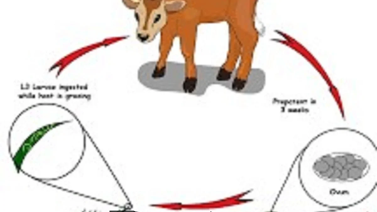 Perhatian Bagi yang Memiliki Sapi, 3 Jenis Cacing yang sering menginfeksi sapi 