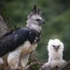 5 Fakta Menarik Tentang Harpia harpyja , Jenis Burung Elang Terbesar di Dunia 