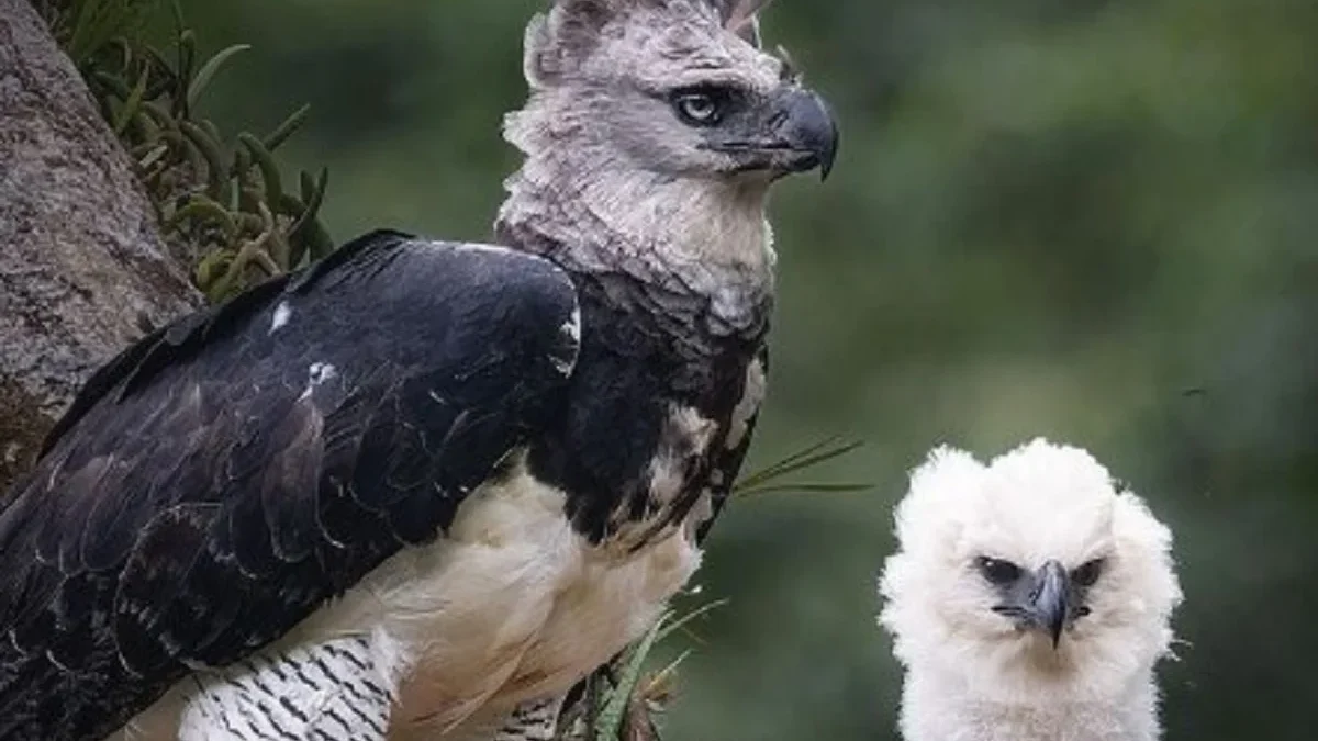 5 Fakta Menarik Tentang Harpia harpyja , Jenis Burung Elang Terbesar di Dunia 