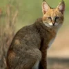 5 Jenis Kucing Kecil Hutan Liar, Memiliki Badan yang Kecil Namun Hidup di Hutan 