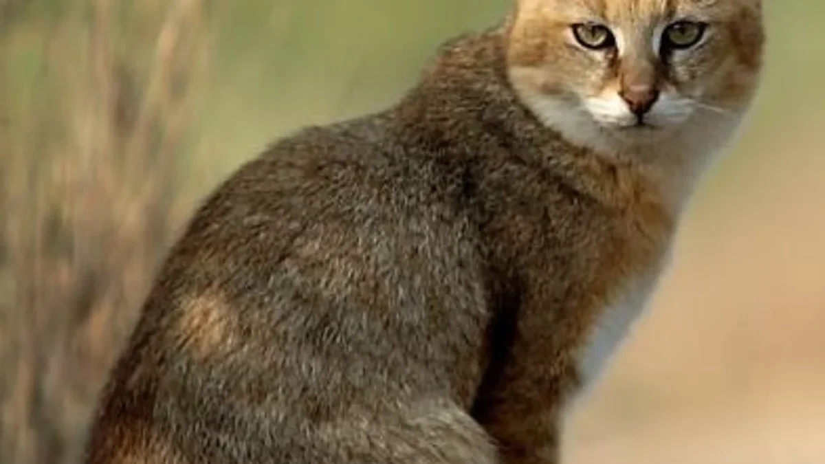 5 Jenis Kucing Kecil Hutan Liar, Memiliki Badan yang Kecil Namun Hidup di Hutan 