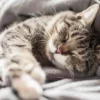 5 Virus yang Umum Menyerang Kucing, yang Memiliki Kucing Wajib Tahu Nih ! 