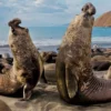 Belum Banyak di Ketahui, 5 Fakta Tentang Southern Elephant Seal atau Gajah Laut 