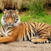 3 Subspesies Harimau yang Hanya ada di Indonesia Namun Hanya Tersisa 1 Saja yang Masih ada 