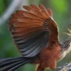 5 Fakta Tentang Hoatzin, Burung Asli Endemik Hutan Amazon 
