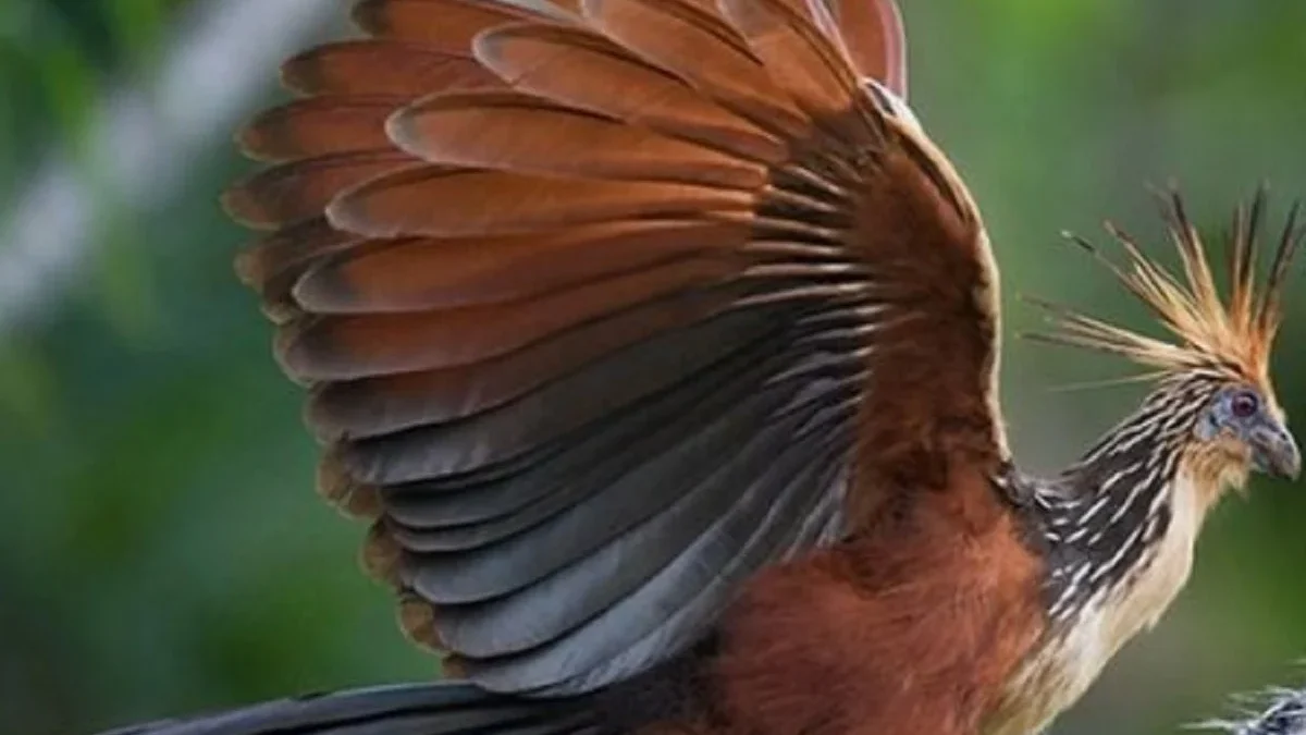 5 Fakta Tentang Hoatzin, Burung Asli Endemik Hutan Amazon 