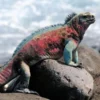 Fakta Unik Iguana Galapagos, Satu-Satunya Hewan Laut yang Masih Hidup