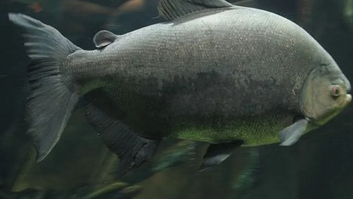 Mari Mengenal Ikan Piaractus brachypomus, Jenis Ikan yang Berasal dari Amazon 