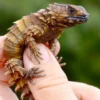Memiliki Sisik yang Kuat, 5 Fakta Menarik Tentang Armadillo Lizard 