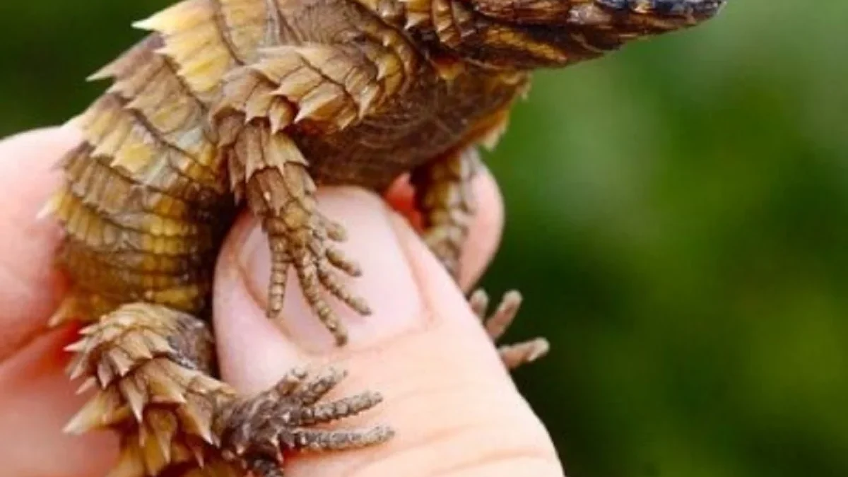 Memiliki Sisik yang Kuat, 5 Fakta Menarik Tentang Armadillo Lizard 