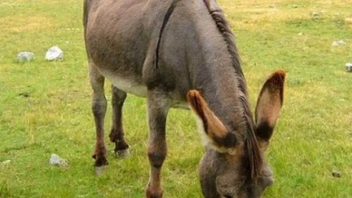 5 Fakta Menakjubkan Tentang Keledai, Hewan yang Memiliki Adaptasi yang Kuat 