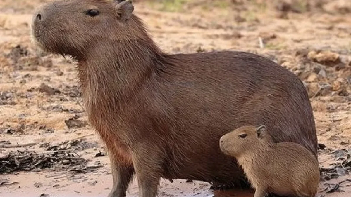 5 Fakta Tentang Kapibara, Hewan Pengerat Semi Aquatik 