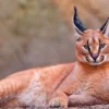 5 Fakta Menarik Tentang Kucing Caracal, Jenis Kucing Liar yang Sangat Unik 