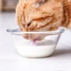 Awas Jangan Sembarangan Memberi Susu Pada Kucing, 4 Efek Susu Sapi Terhadap Kucing Peliharaan 