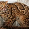 5 Jenis Kucing Kecil Hutan yang ada di Indonesia, Sangat Lucu Namun Terancam Punah 