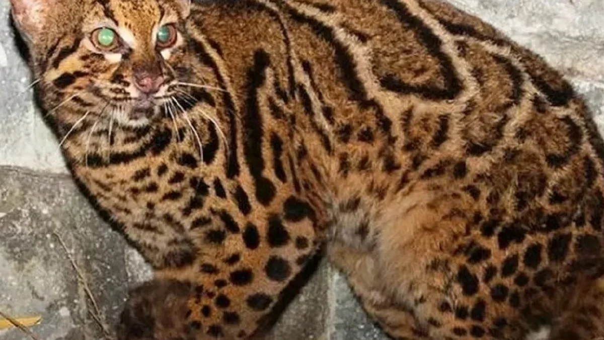 5 Jenis Kucing Kecil Hutan yang ada di Indonesia, Sangat Lucu Namun Terancam Punah 