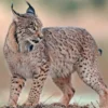 5 Fakta Menarik Tentang Iberian Lynx, Kucing Liar yang Sangat Langka 