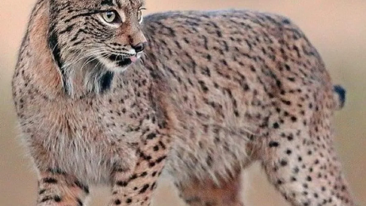 5 Fakta Menarik Tentang Iberian Lynx, Kucing Liar yang Sangat Langka 