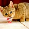Bagi Kamu yang Mempunyai Kucing Harus Tahu, 6 Makanan Kucing Alami 