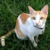 Belum Banyak di Ketahui, 7 Fakta Pecinta Kucing menurut Sifat dan Kepribadian 
